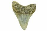 Serrated, Fossil Megalodon Tooth - North Carolina #378093-1